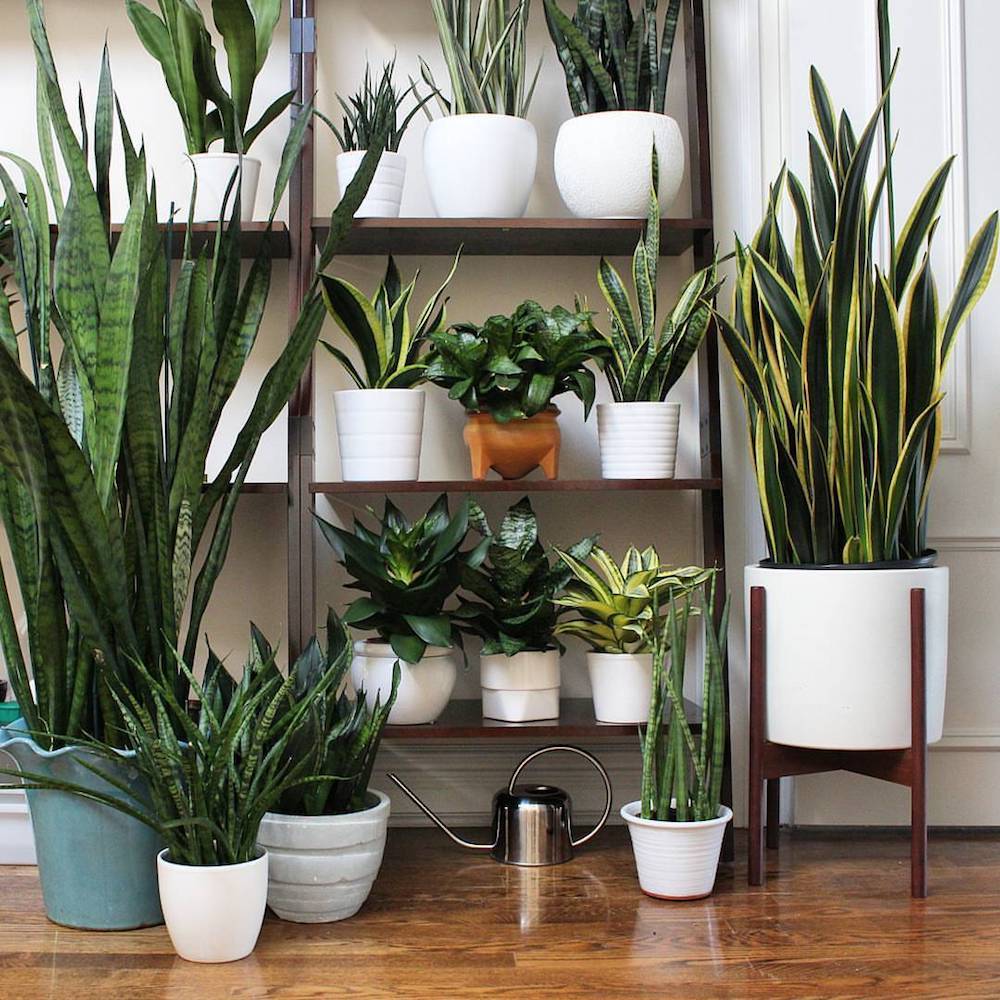 [ ] 1. Sansevieria